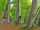 Den ursprungliga bokskogen står vackert som en del av Jasmunds nationalpark