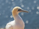 På Helgoland kan du uppleva fågelparadiset, de stora sälstimmen och den vackra, råa naturen