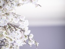 Detalje fra hotellets hyggelige restaurant Blossom