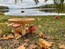 ... til efteråret, hvor naturen folder sig ud i et farveflot inden vinteren