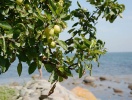 Österlen er en del af det mest idylliske Skåne med alle sine frugtplantager