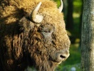 I Eriksberg Vildtpark kan I bl.a. opleve den vilde europæiske bison gå frit omkring