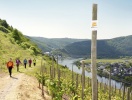 Moselsteig lockar många turister - och du kan följa etapp 24 genom Alken