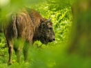 Oplev også de europæiske bisoner i naturlige omgivelser på halvøen Jabel