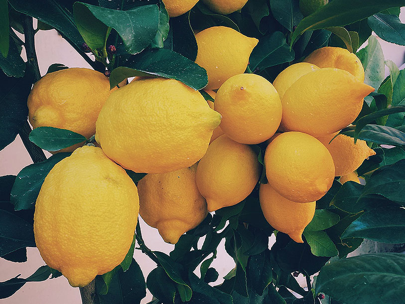 Solmodne, duftende citroner er et af kendetegnene for den italienske sommer