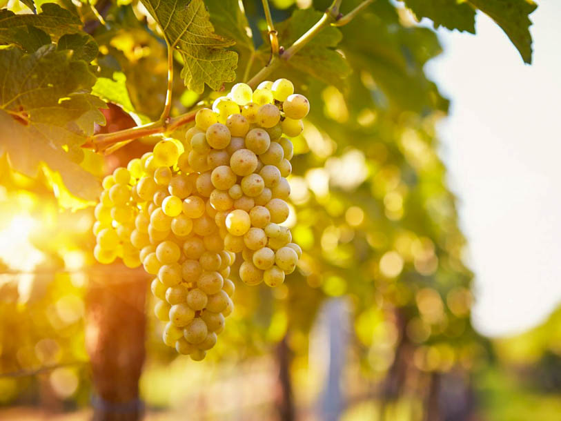 Det er primært Riesling, der dyrkes på vinterrasserne omkring Treis-Karden, og her er stolte vintraditioner