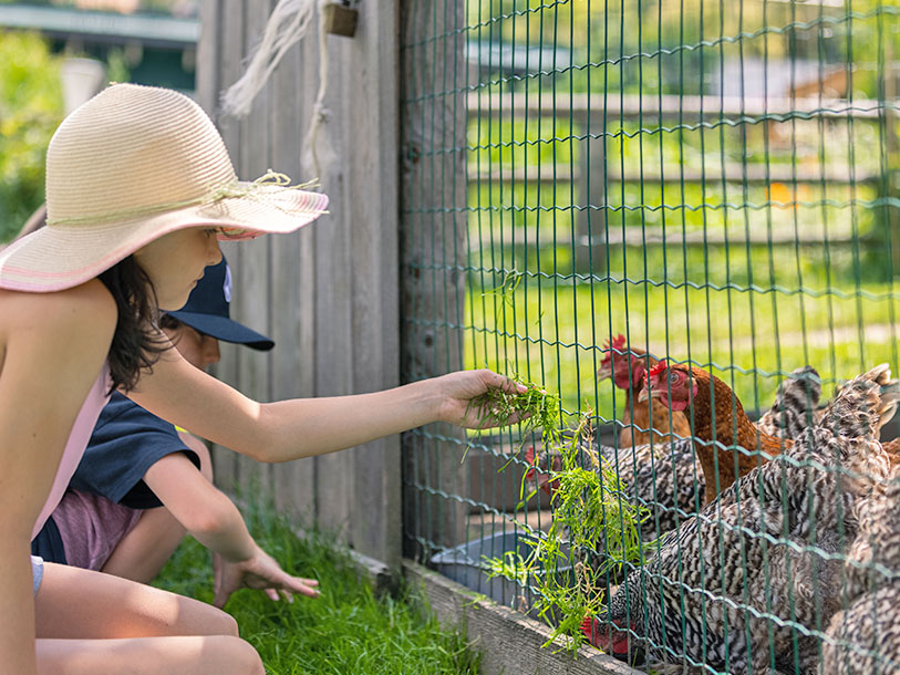 På Hotel Kohlerhof tar ett helt litet zoo av lantdjur emot dina barn från semesterns första dag