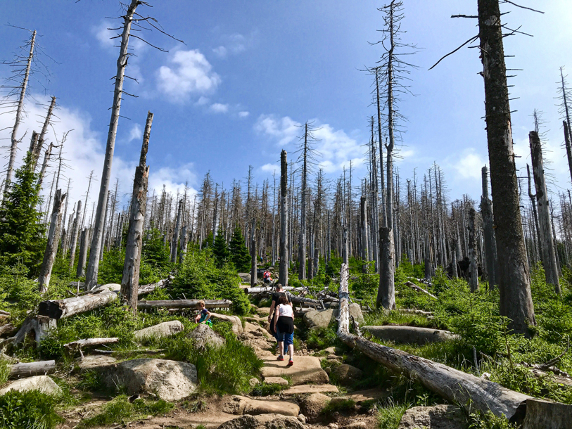 Harz skogar genomgår just nu en metaformos efter klimatförändringar och granbarkborreattack