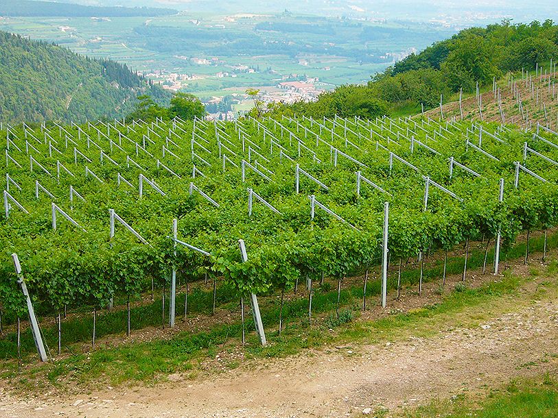 I Valpolicella kan I nyde synet af frodige vinmarker så langt, øjet rækker