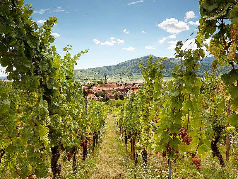 Glæd jer til en ferietur med masser af pitstops på vinruten gennem Alsace
