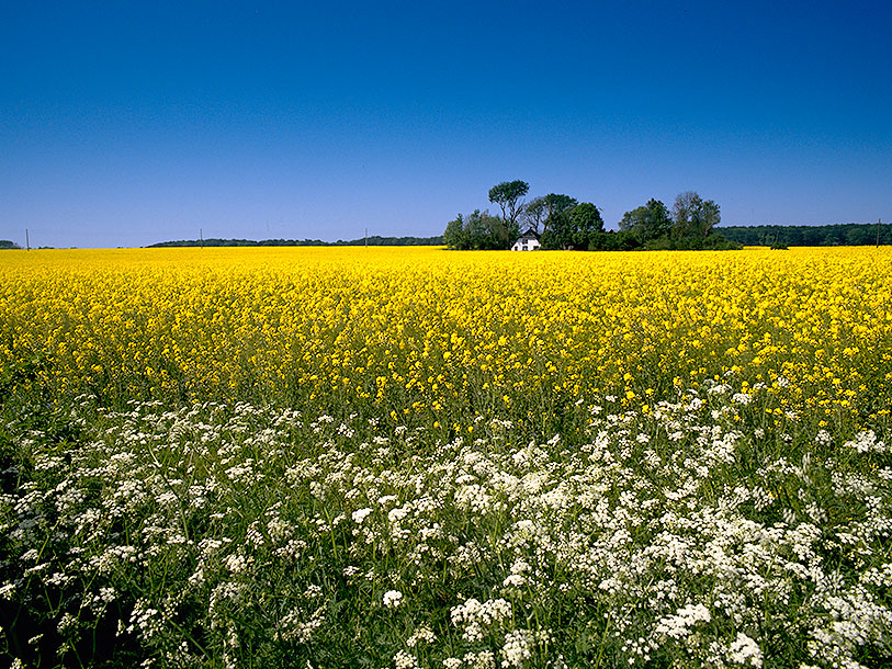 Mecklenburg-Vorpommern är ett naturparadis, perfekt för en vandringssemester
