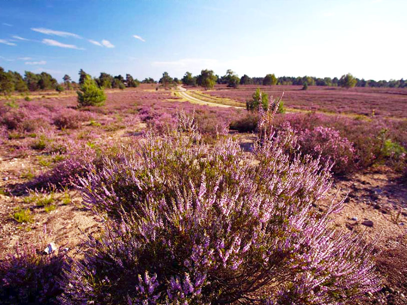 Celle ligger syd for lyngklædte Lüneburger Heide