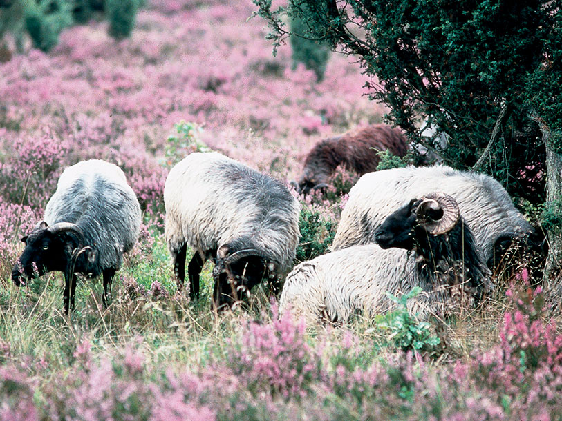 Og nyde den oprindelige natur og kultur i Tysklands ældste naturpark