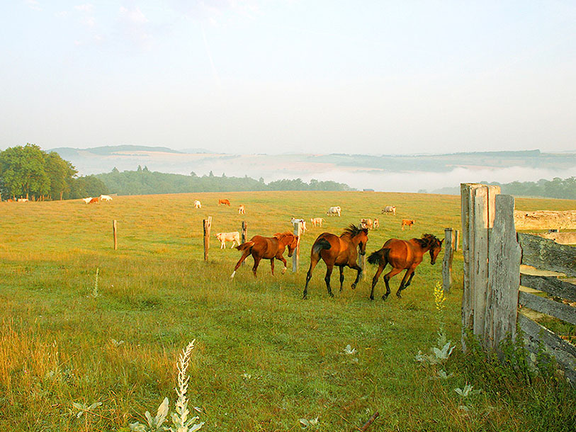 Skov og marker og landlig idyl - velkommen til naturen omkring Le Manoir du Lys