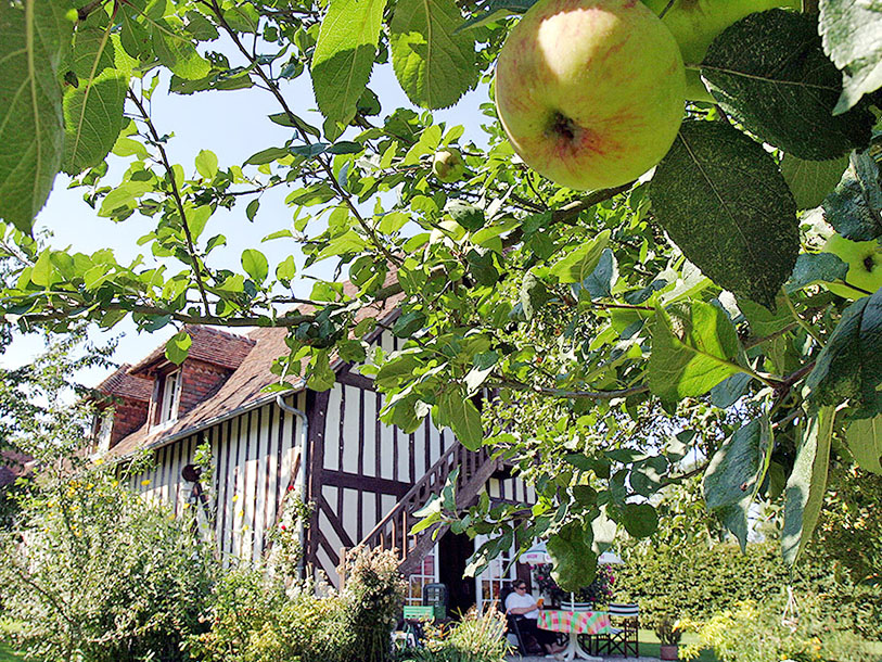 Æbletræerne trives i Normandiets klima