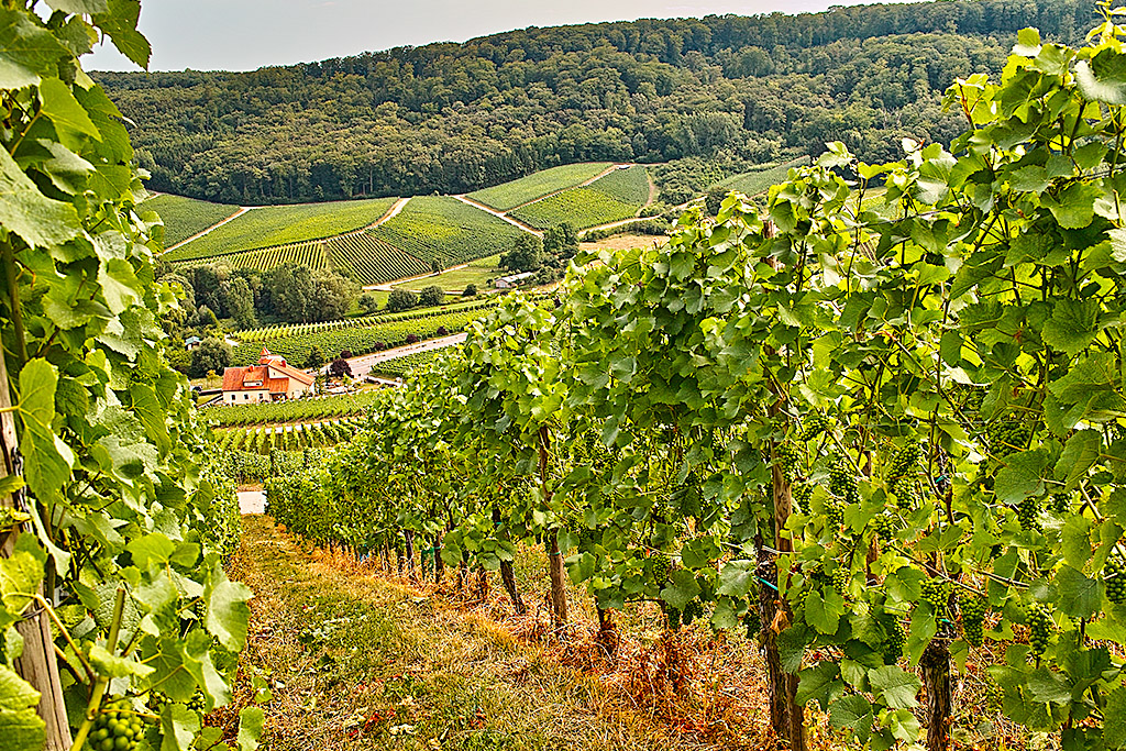 Vinstokkene trives i det lune klima i Veneto