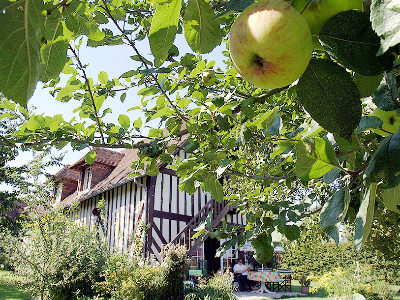 Det finns gott om äppleträd i Normandie och Calvados