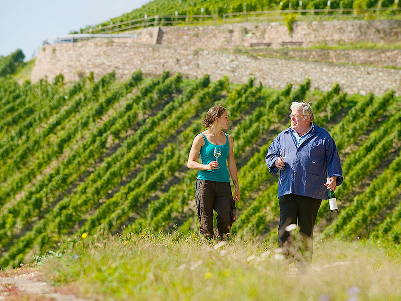 Lange rækker af vinstokke pryder landskabet ved Rhinen