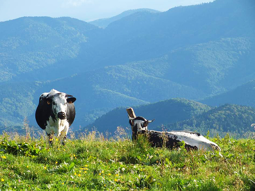 Så smukt er landskabet omkring Alsace