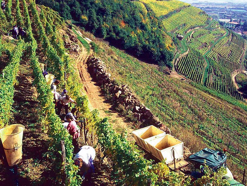 En udflugt langs vinterasserne på den berømte vinrute i Alsace er et must