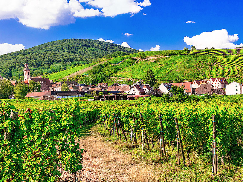 Riquewihr ligger smukt i Alsaces frodige natur mellem vinbjerge og vidtstrakte vinmarker