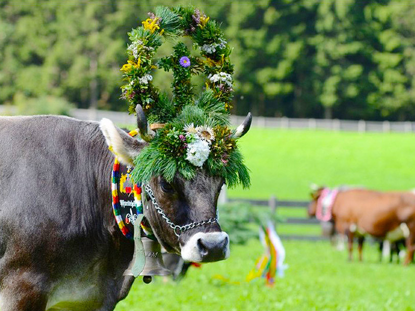 Det er ikke usædvanligt at støde på velklædte bjergkøer i Tyrol