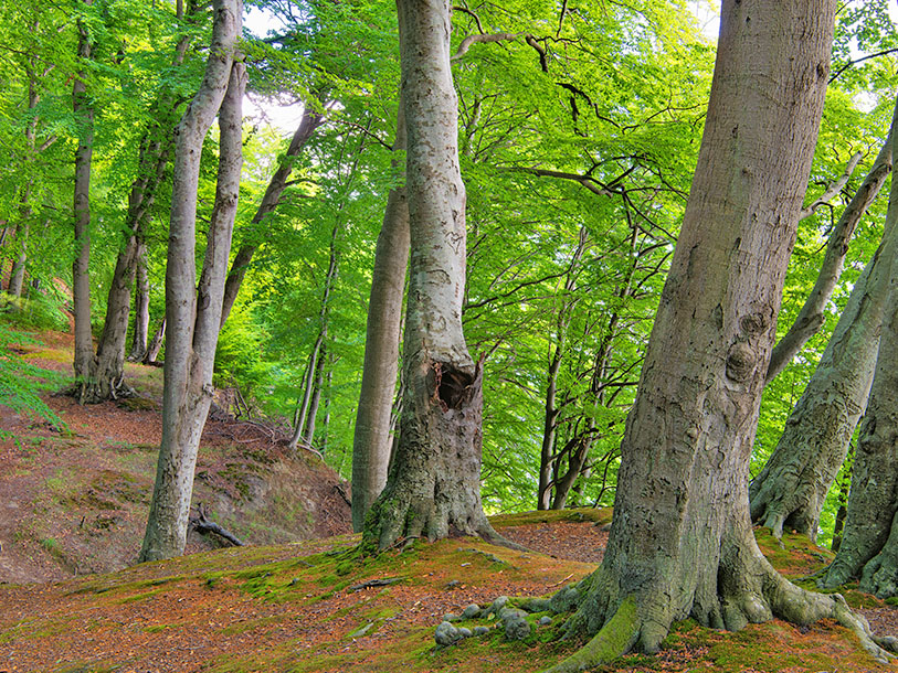Den oprindelige bøgeskov står smukt som en del af Nationalpark Jasmund