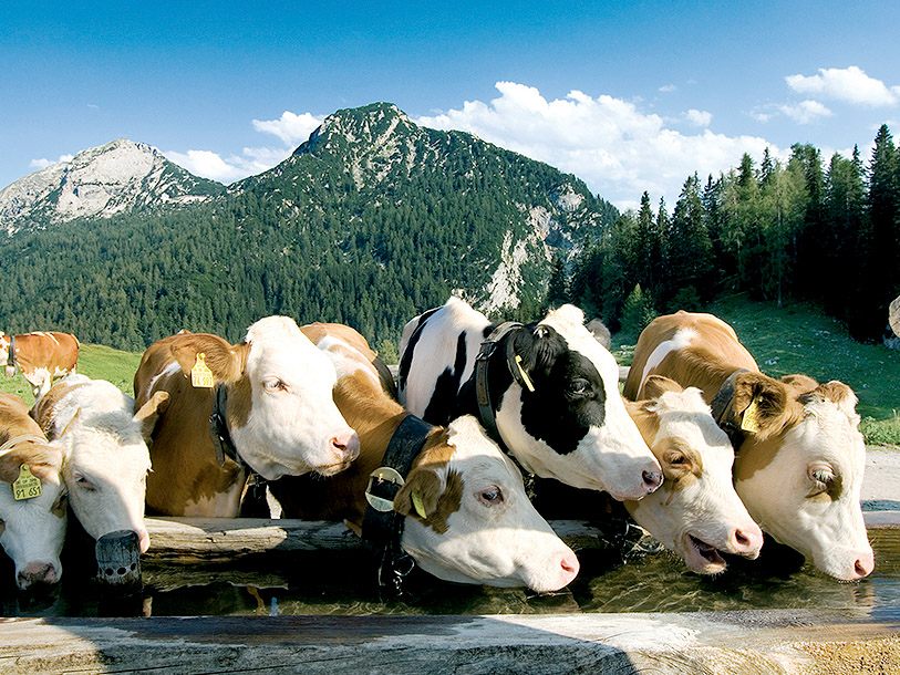 Pastoral idyll på din sommarsemester i Salzburgerland