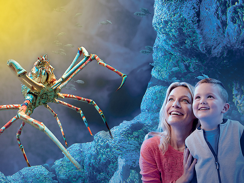 Tag et kig på havets dyr i Kiel Aquarium