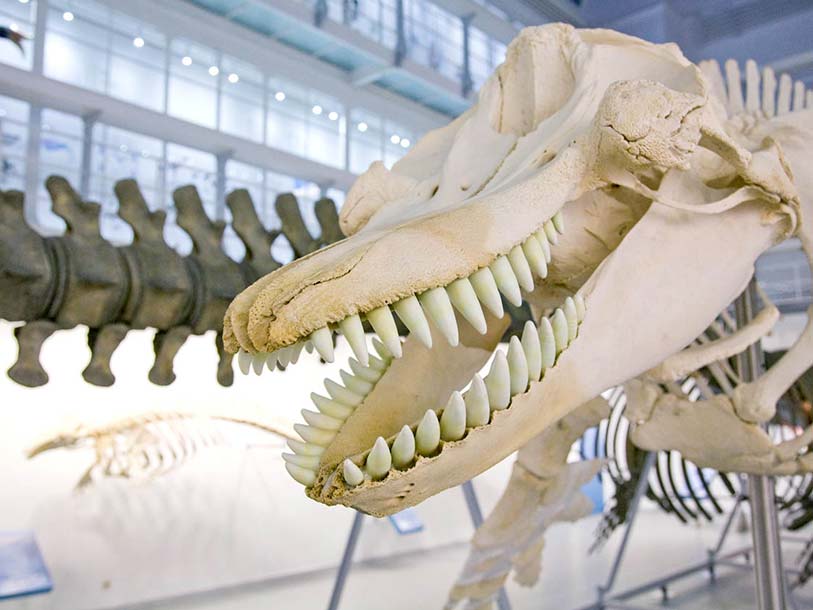 Det kan også anbefales at besøge Kiels Zoologiske museum