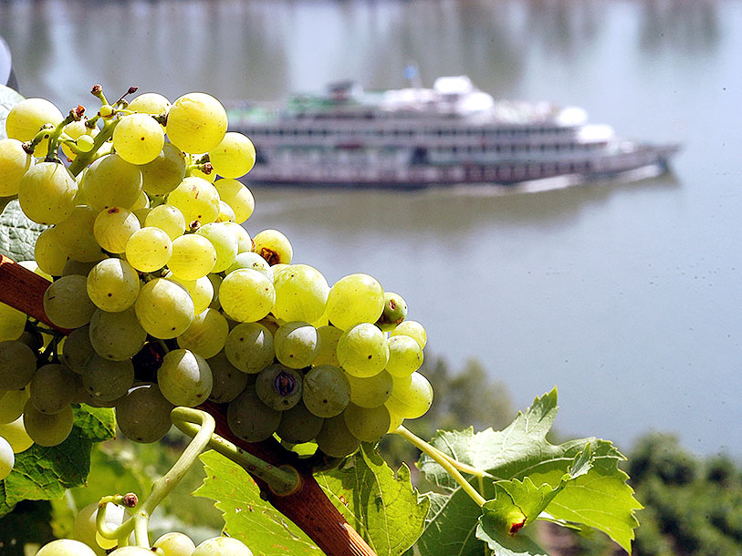 Vinerna och båtsightseeing - klassiker på din semester vid Mosel