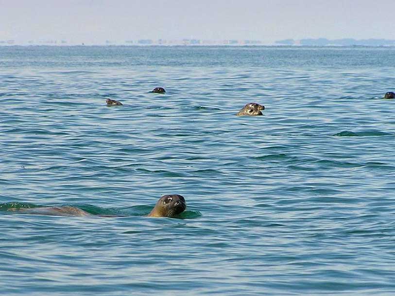 Havet omkring Läsö hyser ett av Danmarks största bestånd av spräckliga sälar