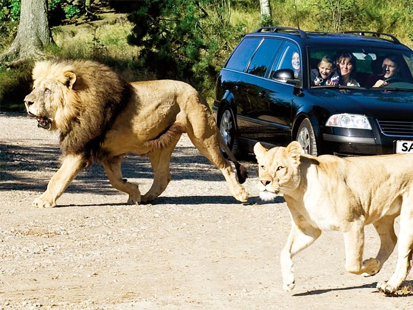 I Givskud Zoo må I køre mellem løverne i jeres egen bil