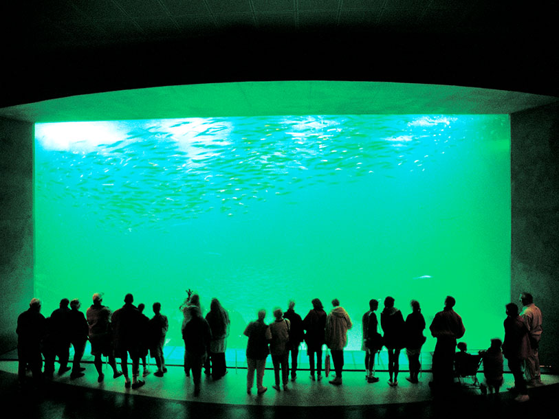 Nordsøens Oceanarium ger dig en spännande inblick i livet under havets yta