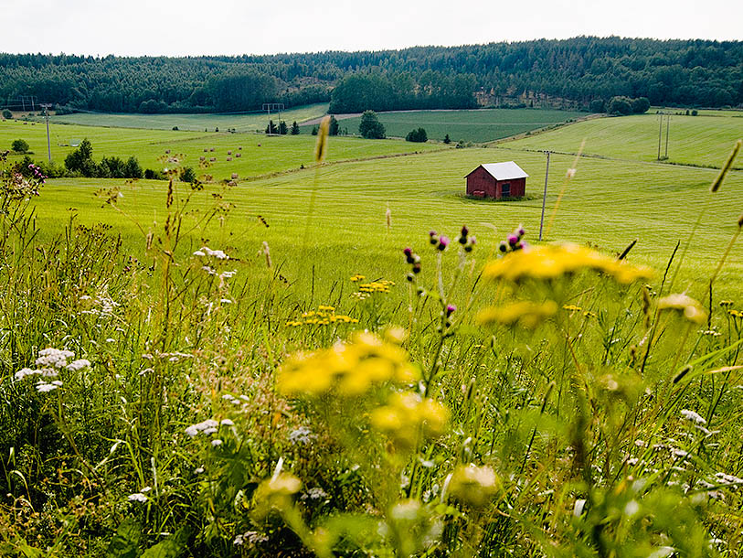 Det öppna, gamla kulturlandskapet i Småland andas ren idyll