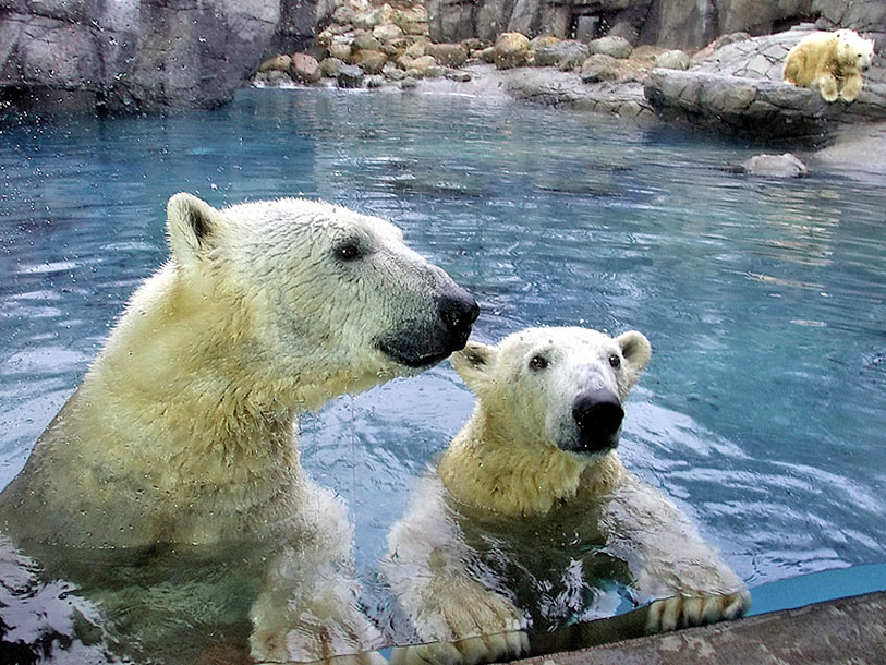 Upplev den nya isbjörnsanläggningen och den afrikanska savannen på Aalborg Zoo