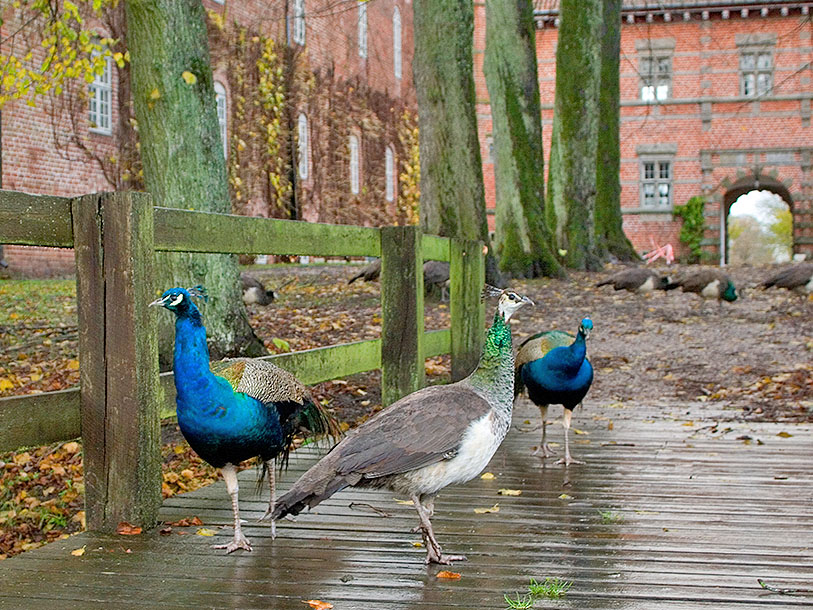 Voergaard Slott är en av Danmarks bäst bevarade renässansbyggnader, intakt med vallgrav och park