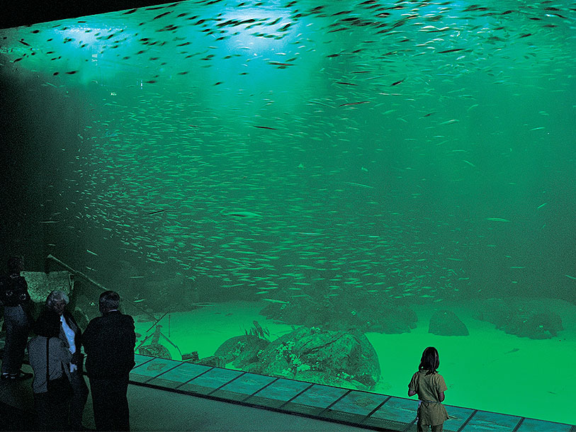 Nordsøen Oceanarium i Hirtshals är Nordeuropas största havsakvarium