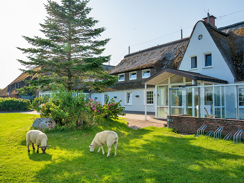 De lokale beboere agerer levende plæneklippere i hotellets have