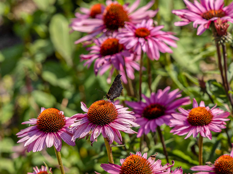 Stop op, og opdag flora og fauna på jeres feriedestination