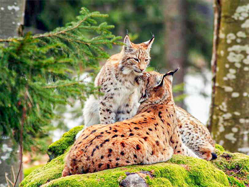 Kom nära de vilda djuren i Luchs Nationalpark