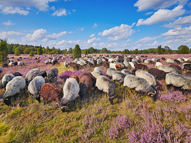 De små hedefår vil I helt sikkert møde på jeres vandreture på Lüneburger Heide
