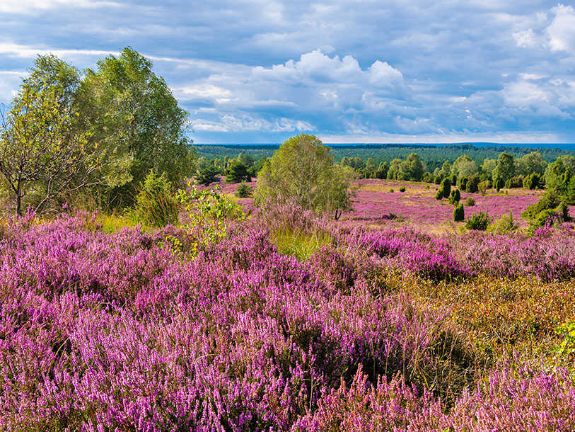 Lüneburger Heide er temmelig flad - men fra højdepunktet Wilseder Berg har I et smukt panorama