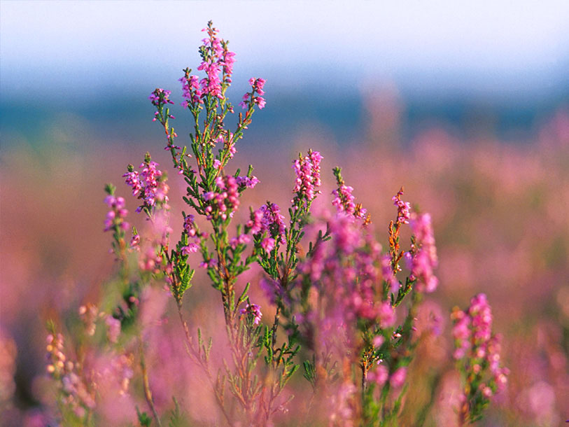 I finder både klokkelyng og efterårslyng på heden - begge blomstrer så smukt