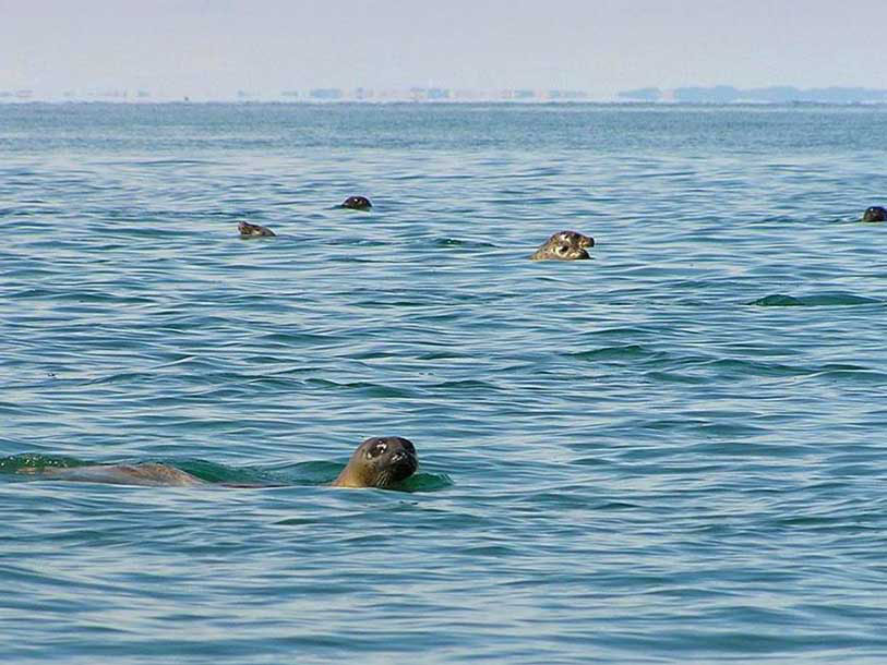 Sælerne elsker Læsø, og I vil ofte se dem titte frem, når I færdes langs kysten
