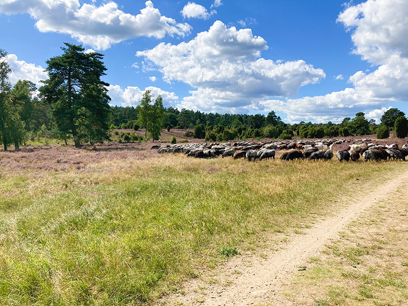 Disse små hedefår vil I helt sikkert møde på jeres vandreture på Lüneburger Heide