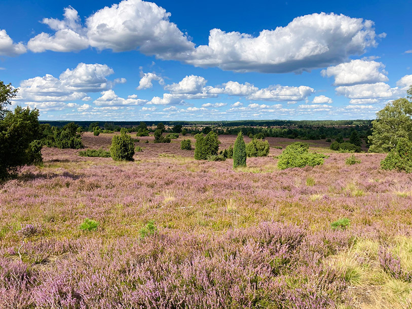 Når lyngen blomstrer, forvandler Lüneburger Heide sig til et lilla tæppe