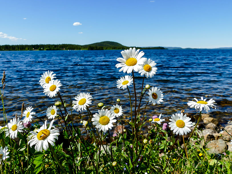 Under sommaren kan du bl.a. bada i den närliggande Linneasjön - eller köra ut till kusten