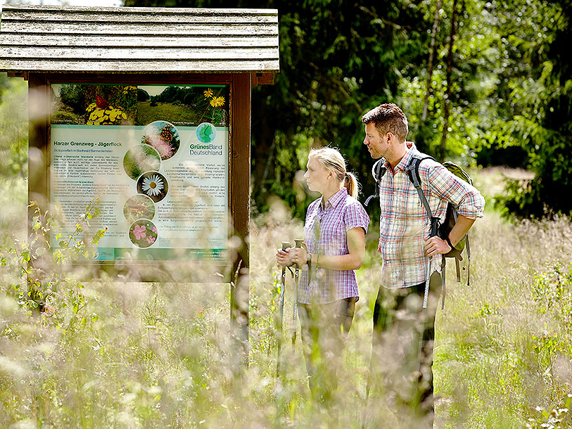 Nationalpark Harz byder på masser af gode vandremuligheder i unik natur
