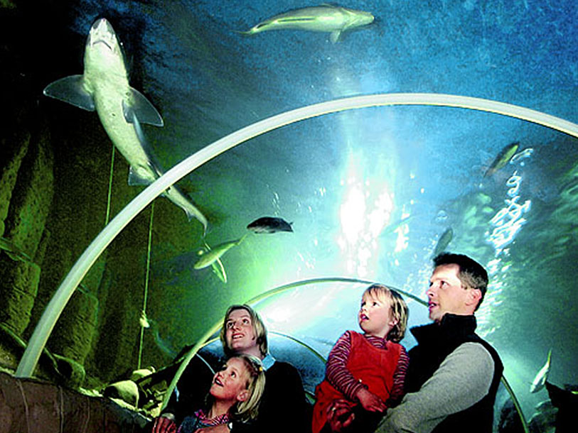 Besök SEA LIFE akvariet, där du kan få ett intressant möte med havsdjur...